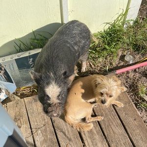 Meet your Posher, Anya